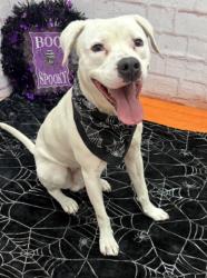 Shelter Stray Male Dog last seen Near BLOCK CLAY ST, DETROIT MI 48211, 1431 E Ferry St, Detroit, MI 48211, USA