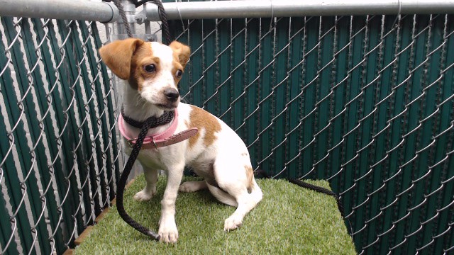 Shelter Stray Female Dog last seen , 11258 Garfield Ave, Downey, CA 90242, USA