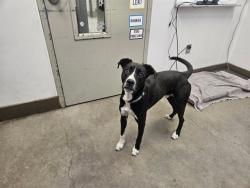 Shelter Stray Male Dog last seen , 4000 N Silverbell Rd, Tucson, AZ 85745, USA