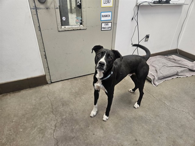 Shelter Stray Male Dog last seen , 4000 N Silverbell Rd, Tucson, AZ 85745, USA