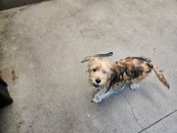 Shelter Stray Female Dog last seen , 4000 N Silverbell Rd, Tucson, AZ 85745, USA