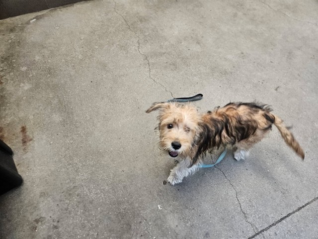 Shelter Stray Female Dog last seen , 4000 N Silverbell Rd, Tucson, AZ 85745, USA