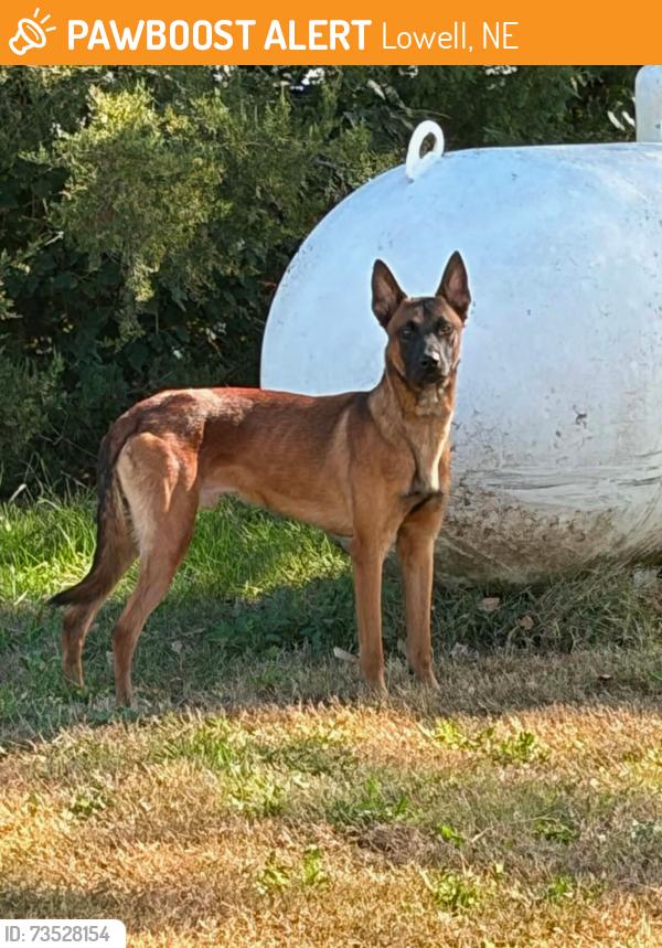Found/Stray Unknown Dog last seen Lowell and carpenter rd, Lowell, NE 68959