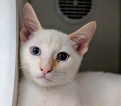 Shelter Stray Male Cat last seen , 600 Aviation Dr, Camarillo, CA 93010, USA