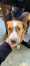 Found/Stray Female Dog last seen Southgate, Fayetteville, NC 28314