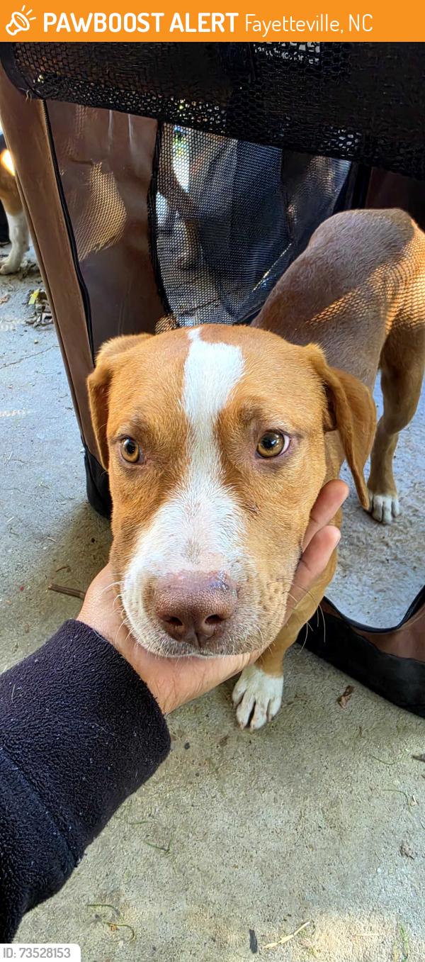 Found/Stray Female Dog last seen Southgate, Fayetteville, NC 28314