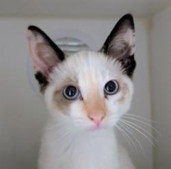 Shelter Stray Female Cat last seen , 600 Aviation Dr, Camarillo, CA 93010, USA