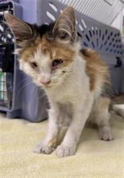 Shelter Stray Female Cat last seen , 600 Aviation Dr, Camarillo, CA 93010, USA