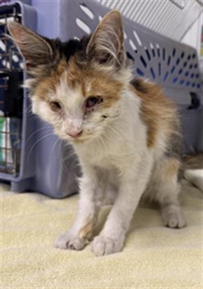 Shelter Stray Female Cat last seen , 600 Aviation Dr, Camarillo, CA 93010, USA