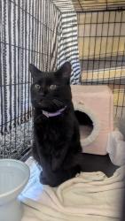Found/Stray Female Cat last seen 8 mile and Harper, Harper Woods, MI 48225