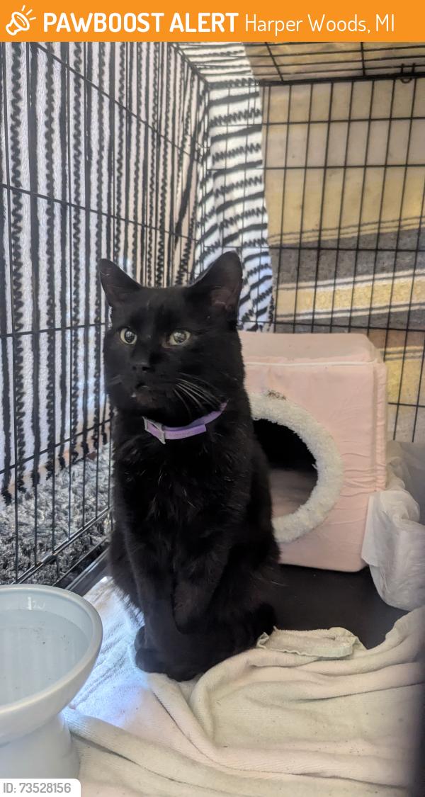 Found/Stray Female Cat last seen 8 mile and Harper, Harper Woods, MI 48225