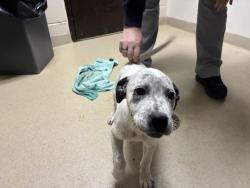Shelter Stray Female Dog last seen US 70, HILLSBOROUGH, 1601 Eubanks Rd, Chapel Hill, NC 27516, USA