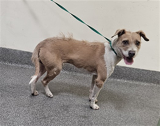 Shelter Stray Male Dog last seen , 3201 Lacy St, Los Angeles, CA 90031, USA