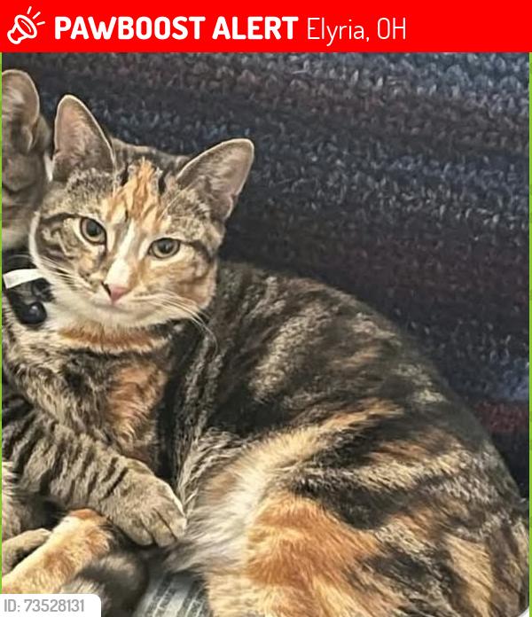Lost Female Cat last seen Eastern Heights and East River area in Elyria, Elyria, OH 44035