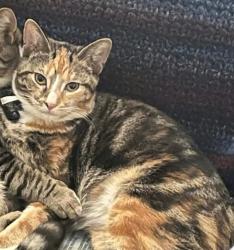 Lost Female Cat last seen Eastern Heights and East River area in Elyria, Elyria, OH 44035