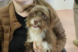 Shelter Stray Female Dog last seen Near BLOCK PINEVIEW RD, 127 Humane Ln, Columbia, SC 29201, USA