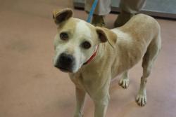 Shelter Stray Female Dog last seen Near BLOCK HIGH VALLEY TRL, 127 Humane Ln, Columbia, SC 29201, USA