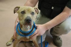 Shelter Stray Female Dog last seen Near BLOCK SAINT ANDREWS RD, 127 Humane Ln, Columbia, SC 29201, USA