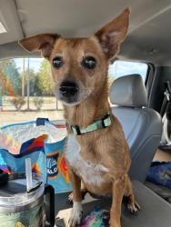 Shelter Stray Female Dog last seen Near BLOCK FIRST AMERICANS BLVD. OKC, OK 73129, 2811 SE 29th St, Oklahoma City, OK 73129, USA
