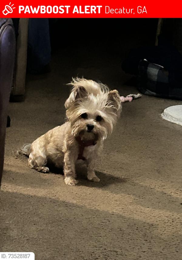 Lost Female Dog last seen Shellbark, Decatur, GA 30030