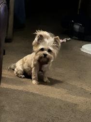 Lost Female Dog last seen Shellbark, Decatur, GA 30030