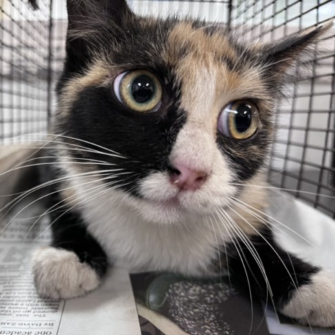 Shelter Stray Female Cat last seen , 1850 W 60th St, Los Angeles, CA 90047, USA