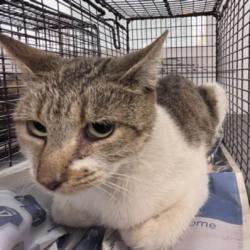 Shelter Stray Female Cat last seen , 1850 W 60th St, Los Angeles, CA 90047, USA