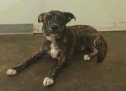 Shelter Stray Male Dog last seen , 1850 W 60th St, Los Angeles, CA 90047, USA