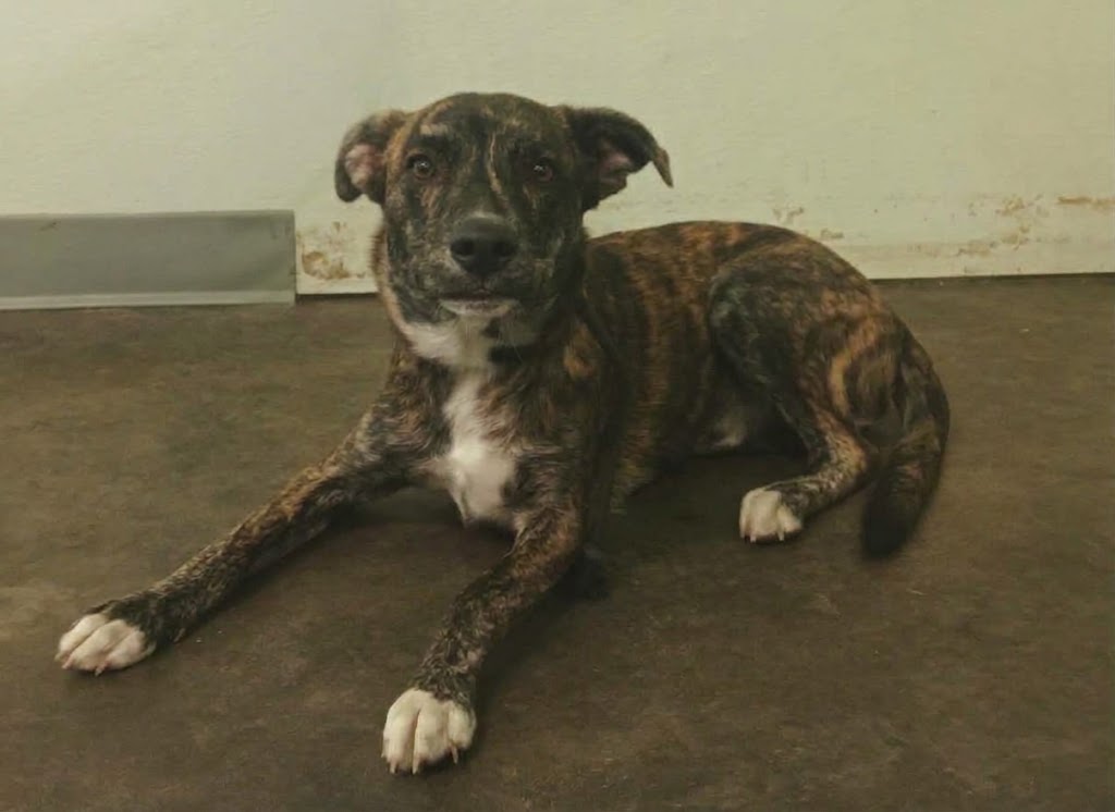 Shelter Stray Male Dog last seen , 1850 W 60th St, Los Angeles, CA 90047, USA