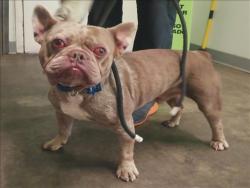 Shelter Stray Male Dog last seen , 1850 W 60th St, Los Angeles, CA 90047, USA
