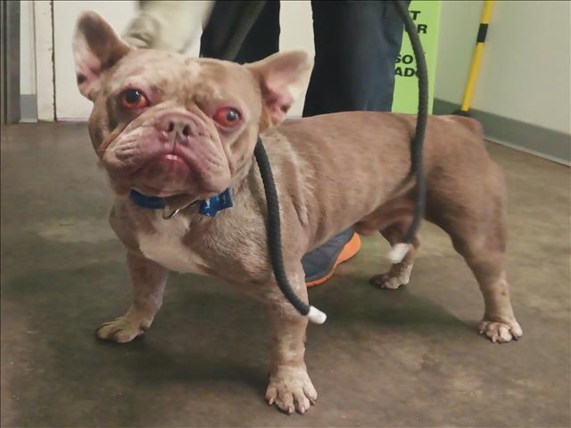 Shelter Stray Male Dog last seen , 1850 W 60th St, Los Angeles, CA 90047, USA