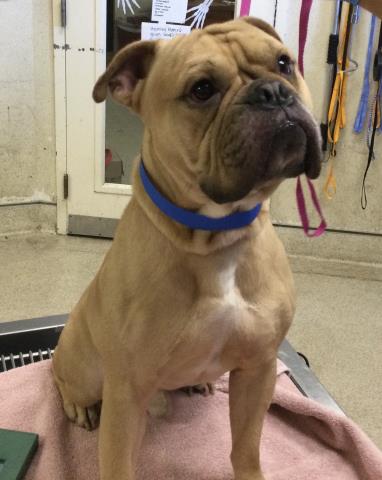 Shelter Stray Male Dog last seen Near BLOCK SNOWBERRY ST, RIVERSIDE, CA, 6851 Van Buren Boulevard, Jurupa Valley, CA 92509, USA