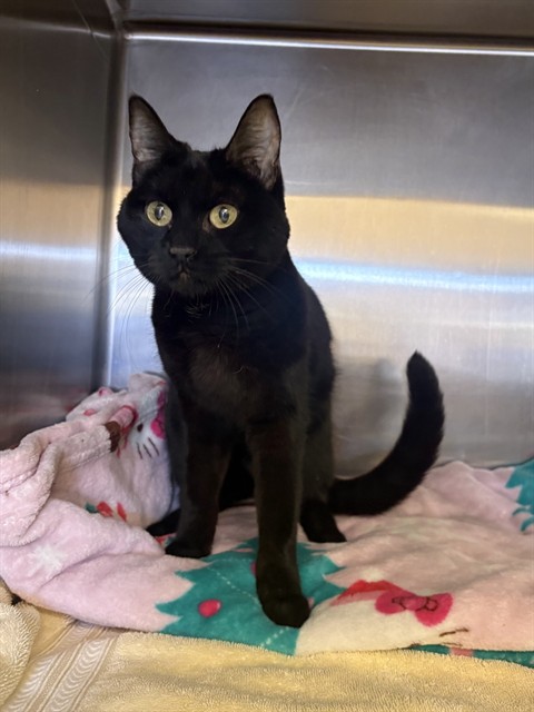 Shelter Stray Female Cat last seen , 31044 Charlie Canyon Rd, Castaic, CA 91384, USA