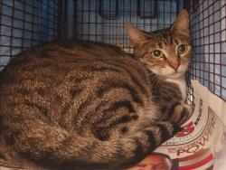 Shelter Stray Female Cat last seen , 1850 W 60th St, Los Angeles, CA 90047, USA