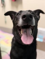 Shelter Stray Male Dog last seen Near BLOCK UNSELD BLVD, 3528 Newburg Rd, Louisville, KY 40218, USA