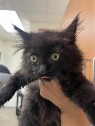 Shelter Stray Male Cat last seen CRESTLINE RD & COLD SPRINGS, 11232 B Ave, Auburn, CA 95603, USA