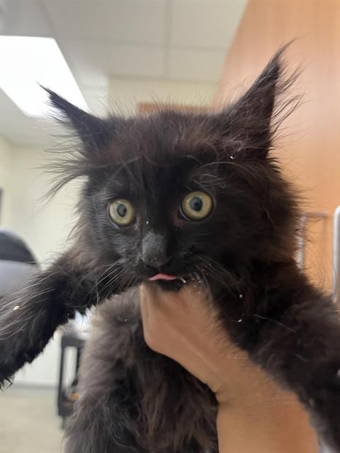 Shelter Stray Male Cat last seen CRESTLINE RD & COLD SPRINGS, 11232 B Ave, Auburn, CA 95603, USA