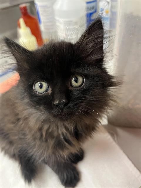 Shelter Stray Female Cat last seen CRESTLINE RD & COLD SPRINGS, 11232 B Ave, Auburn, CA 95603, USA