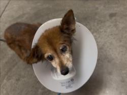 Shelter Stray Female Dog last seen , West Valley Animal Shelter, 20655 Plummer St, Chatsworth, CA 91311, USA