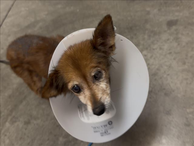 Shelter Stray Female Dog last seen , West Valley Animal Shelter, 20655 Plummer St, Chatsworth, CA 91311, USA