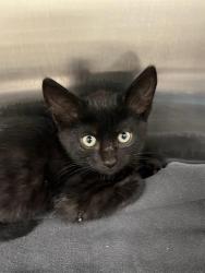 Shelter Stray Male Cat last seen CRESTLINE RD & COLD SPRINGS, 11232 B Ave, Auburn, CA 95603, USA