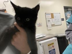 Shelter Stray Male Cat last seen CRESTLINE RD & COLD SPRINGS, 11232 B Ave, Auburn, CA 95603, USA