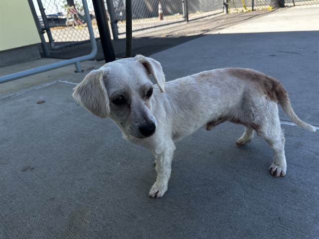 Shelter Stray Male Dog last seen , 4275 Elton St, Baldwin Park, CA 91706, USA