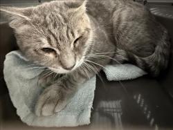Shelter Stray Female Cat last seen , West Valley Animal Shelter, 20655 Plummer St, Chatsworth, CA 91311, USA