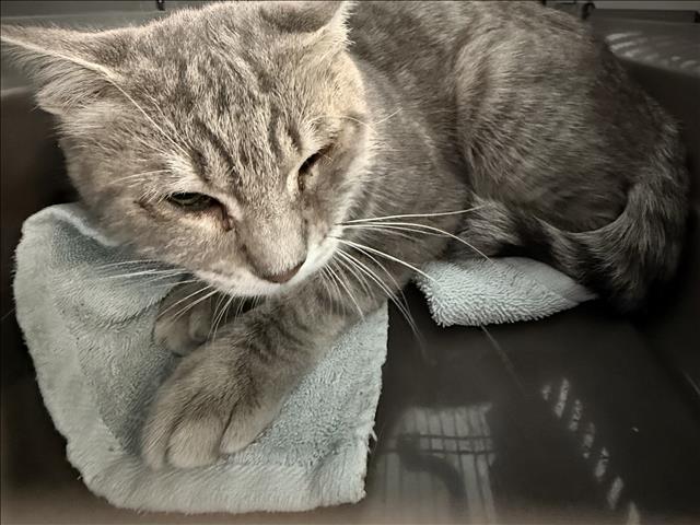 Shelter Stray Female Cat last seen , West Valley Animal Shelter, 20655 Plummer St, Chatsworth, CA 91311, USA