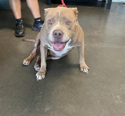 Shelter Stray Female Dog last seen , West Valley Animal Shelter, 20655 Plummer St, Chatsworth, CA 91311, USA