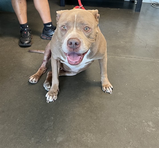 Shelter Stray Female Dog last seen , West Valley Animal Shelter, 20655 Plummer St, Chatsworth, CA 91311, USA