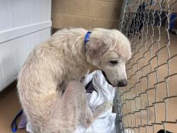 Shelter Stray Female Dog last seen IN FRONT OF HOME, 130 Beyer Way, Chula Vista, CA 91911, USA