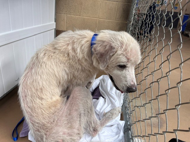 Shelter Stray Female Dog last seen IN FRONT OF HOME, 130 Beyer Way, Chula Vista, CA 91911, USA