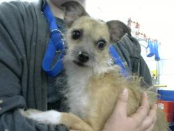 Shelter Stray Female Dog last seen EUBANK AND LOMAS, 8920 Lomas Blvd NE, Albuquerque, NM 87112, USA